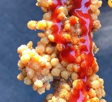 Corn Chicken Cutlet