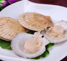 Scallop