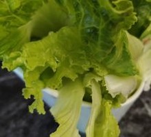 Lettuce