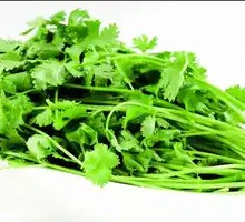 Cilantro