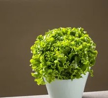 Lettuce