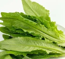 Oilseed lettuce