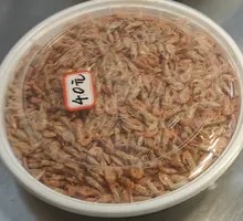 Dried Shrimp