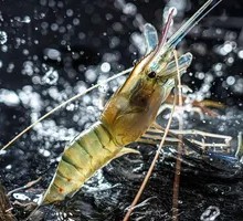 Luo's Shrimp