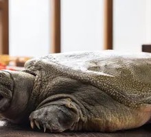 Honghu Softshell Turtle