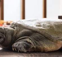 Eco Turtle Shell