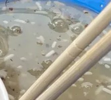 Osmanthus Rice Wine Porridge