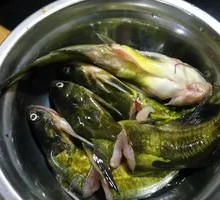 Yellow Catfish