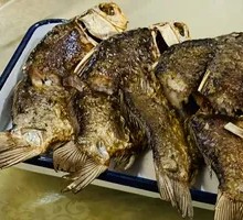 Crucian Carp