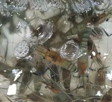 Live Macrobrachium rosenbergii