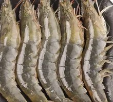 Fresh Giant River Prawn