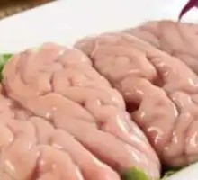 Fresh Brain Tissue