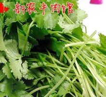 Cilantro
