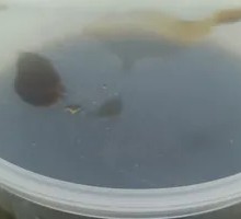 Black Vinegar
