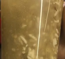 Osmanthus Honey Ice Rice Wine