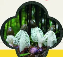 Fresh Bamboo Fungus