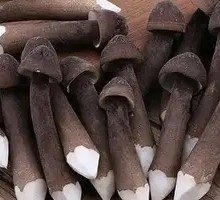 Black Chicken Mushroom