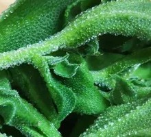 Ice Plant