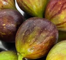 Fig