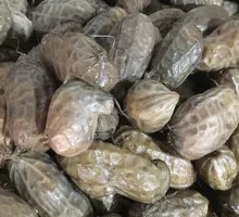 Boiled Peanuts