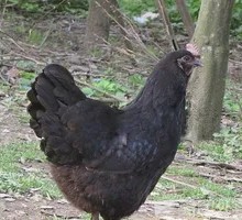 Half Old Hen Stew