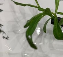 Qingming Vegetable