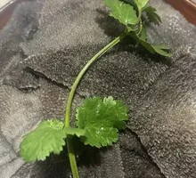 Green Tripe