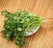 Cilantro