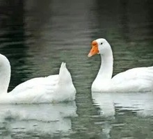 Free-range Farm Goose