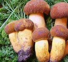 Big Foot Mushroom