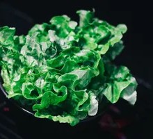Lettuce