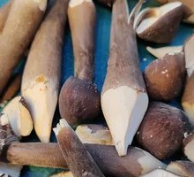 Chicken Mushroom