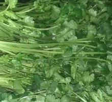 Cilantro