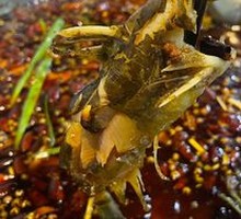Yellow Catfish