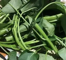 Water spinach