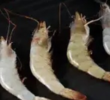 Large Green Shrimp
