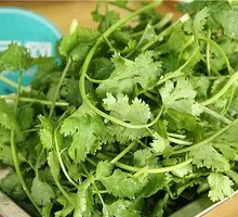 Cilantro
