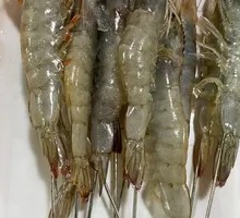 Large Green Shrimp