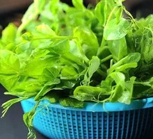 Pea Shoots