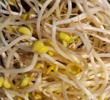 Well Water Bean Sprouts