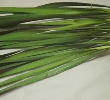 Chinese Leek