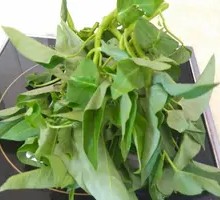 Yellow Shoot Bok Choy