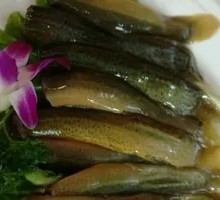 Live Eel